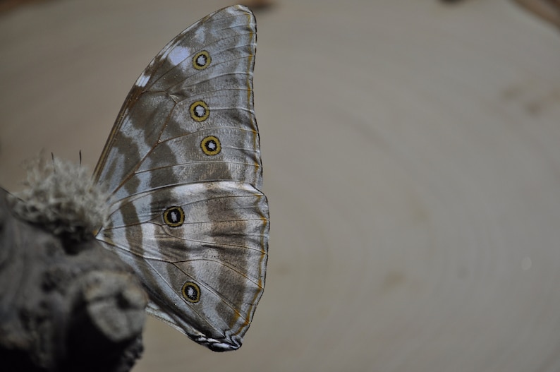 Blue Morpho Butterfly image 3