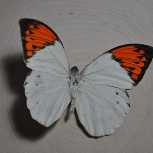 Giant Orange Tip Butterfly Preserved (Wings open)
