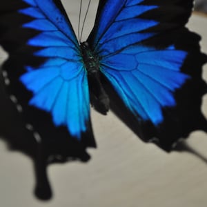Blue Emperor Swallowtail Butterfly, Blue Butterfly, Blue Swallowtail Butterfly, Real Butterfly, Preserved Butterfly, Ulysses butterfly