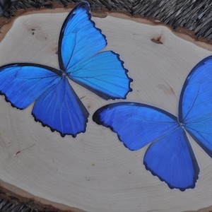 Blue Morpho Butterfly, Blue Butterfly, Laminated Butterfly, Butterfly Wings, Dried Butterfly