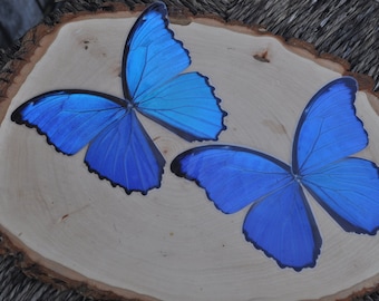 蝶の羽の絵、シュライパー フレーム、アフリカ - Etsy 日本