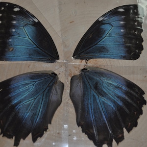 Laminated Blue Morpho Butterfly Wings Preserved Butterfly