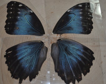 Laminated Blue Morpho Butterfly Wings Preserved Butterfly