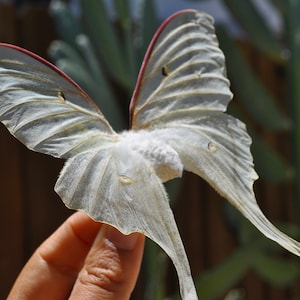 Luna Moth, Preserved Moth, Dried Moth, Dried Butterfly, Preserved Butterfly