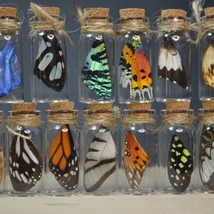Butterfly in a Glass, Butterfly Wings, Butterfly Glass Vial, Corked Glass, Trinket, Butterfly Dome