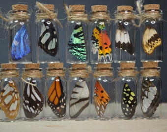 Butterfly in a Glass, Butterfly Wings, Butterfly Glass Vial, Corked Glass, Trinket, Butterfly Dome