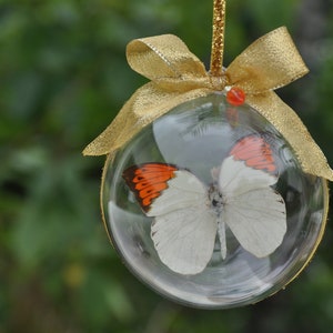 Great Orange Tip Butterfly, Real Butterfly,  Butterfly Ornament, Butterfly decoration, Preserved Butterfly Gift, Preserved, Dead Butterfly