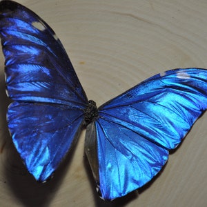 Blue Morpho Butterfly