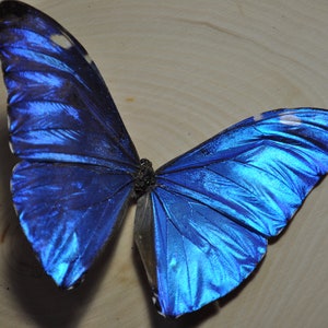 Blue Morpho Butterfly image 1