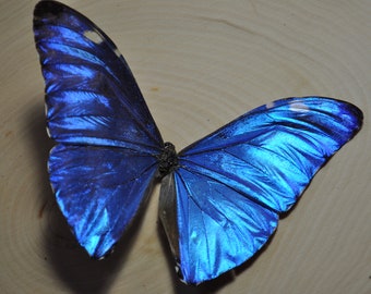 Blauwe Morpho-vlinder