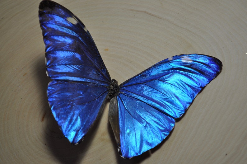 Blue Morpho Butterfly image 1