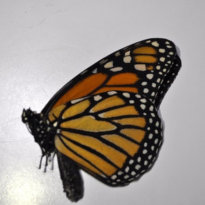 May include: A monarch butterfly with orange and black wings, with black spots on the edges of the wings, is lying on a white surface.