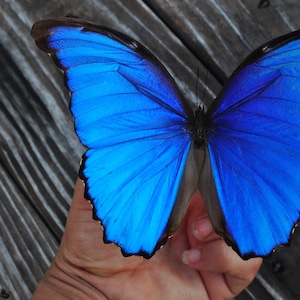 Blue Morpho Butterfly, Preserved Butterfly, Real Blue Butterfly, Real Butterfly