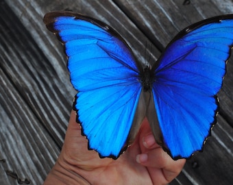 Blue Morpho Butterfly, Preserved Butterfly, Real Blue Butterfly, Real Butterfly