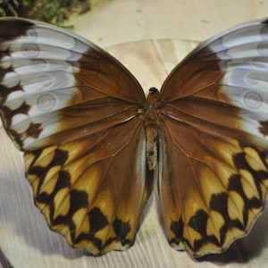 Jungle Queen Butterfly, Stichophthalma, Preserved Butterfly, Real Butterfly, Spread Wings, Open Butterfly, Dried Butterfly, Dead Butterfly,