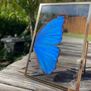 Blue Morpho Butterfly Frame