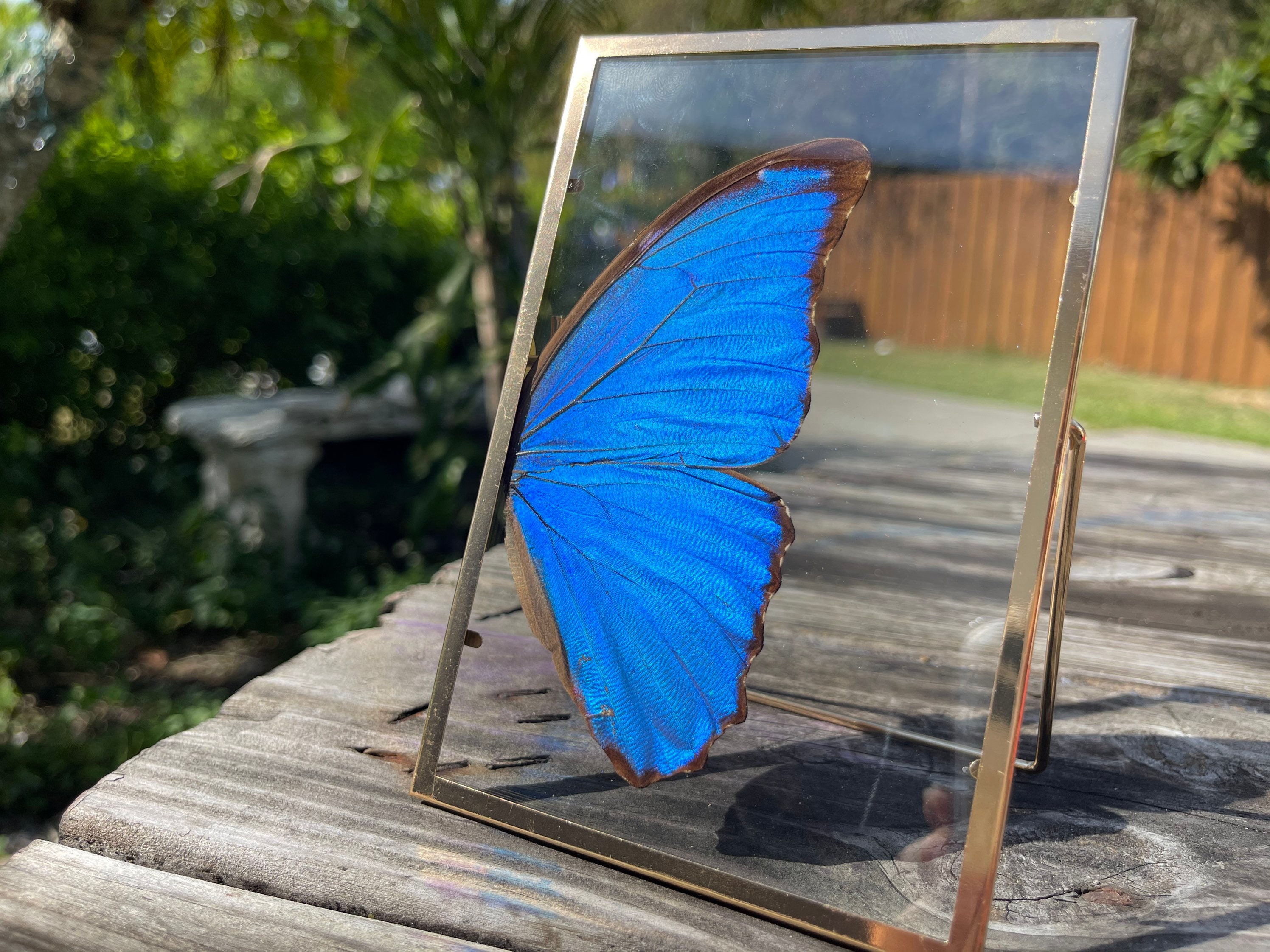 Morpho様 Blue Morpho Butterfly Frame - Etsy Canada
