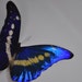 see more listings in the PRESERVED BUTTERFLIES section