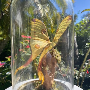 Comet Moth, Madagascan Moon Moth, Luna Moth,