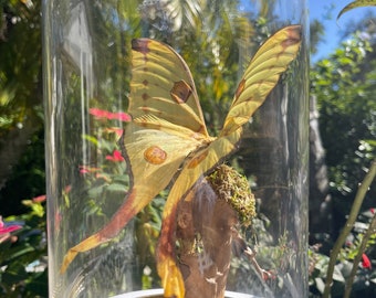 Comet Moth, Madagascan Moon Moth, Luna Moth,