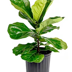 Fiddle Leaf Fig