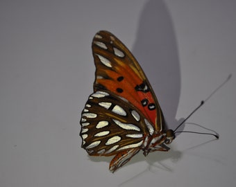 Preserved Gulf Fritillary Butterfly