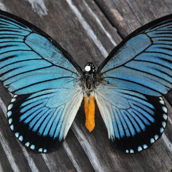Papilio zalmoxis, Giant Blue Swallowtail, Blue Butterfly, African Butterfly