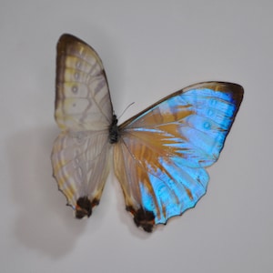 Morpho sulkowski, Blue Butterfly, Pink Butterfly, Purple Butterfly, Dried Butterfly, Spread Butterfly, Wings open Butterfly, Real Butterfly