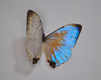 Morpho sulkowski, Blue Butterfly, Pink Butterfly, Purple Butterfly, Dried Butterfly, Spread Butterfly, Wings open Butterfly, Real Butterfly