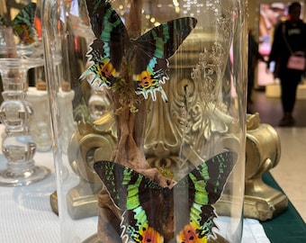 Madagascar Moth, Sunset moth, Rainbow butterfly, Butterfly Dome, Butterfly bell jar