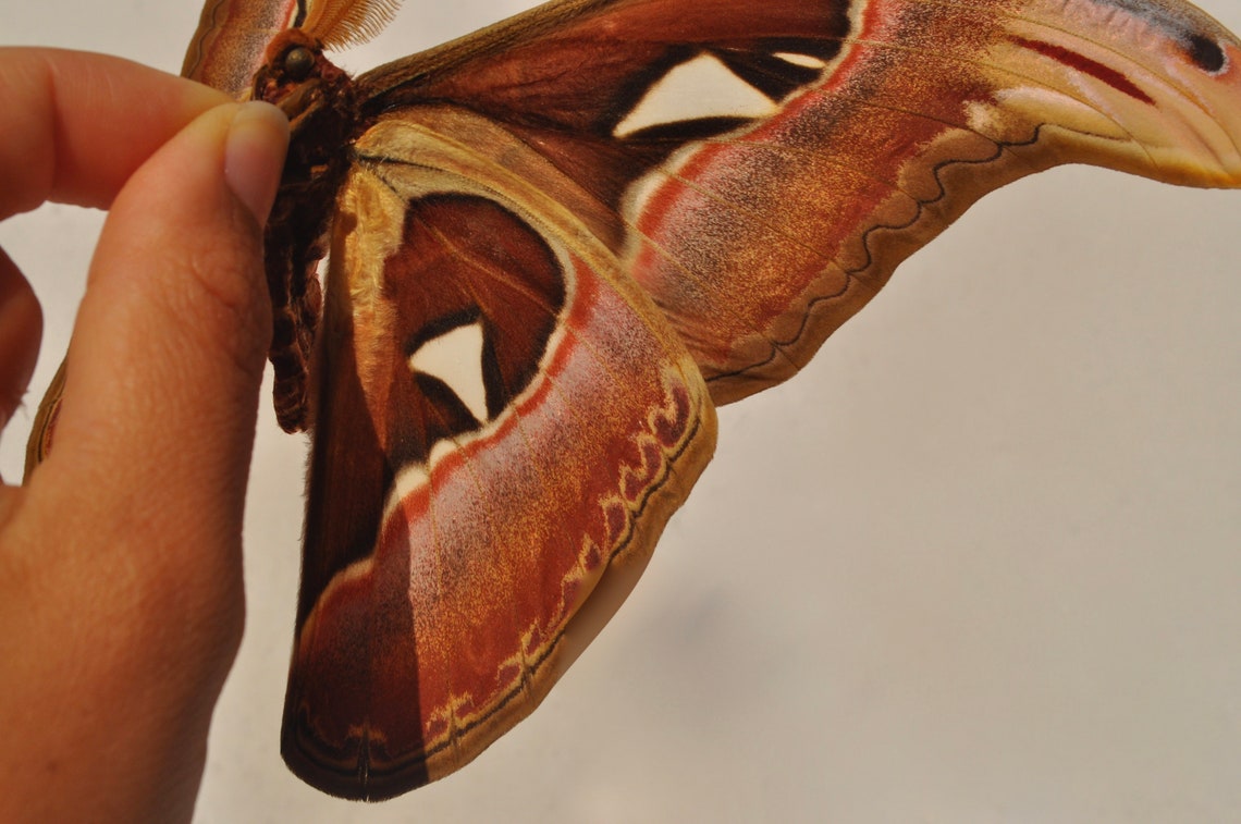 Atlas Moth Large Moth Dried Moth Preserved Insect Moth Etsy