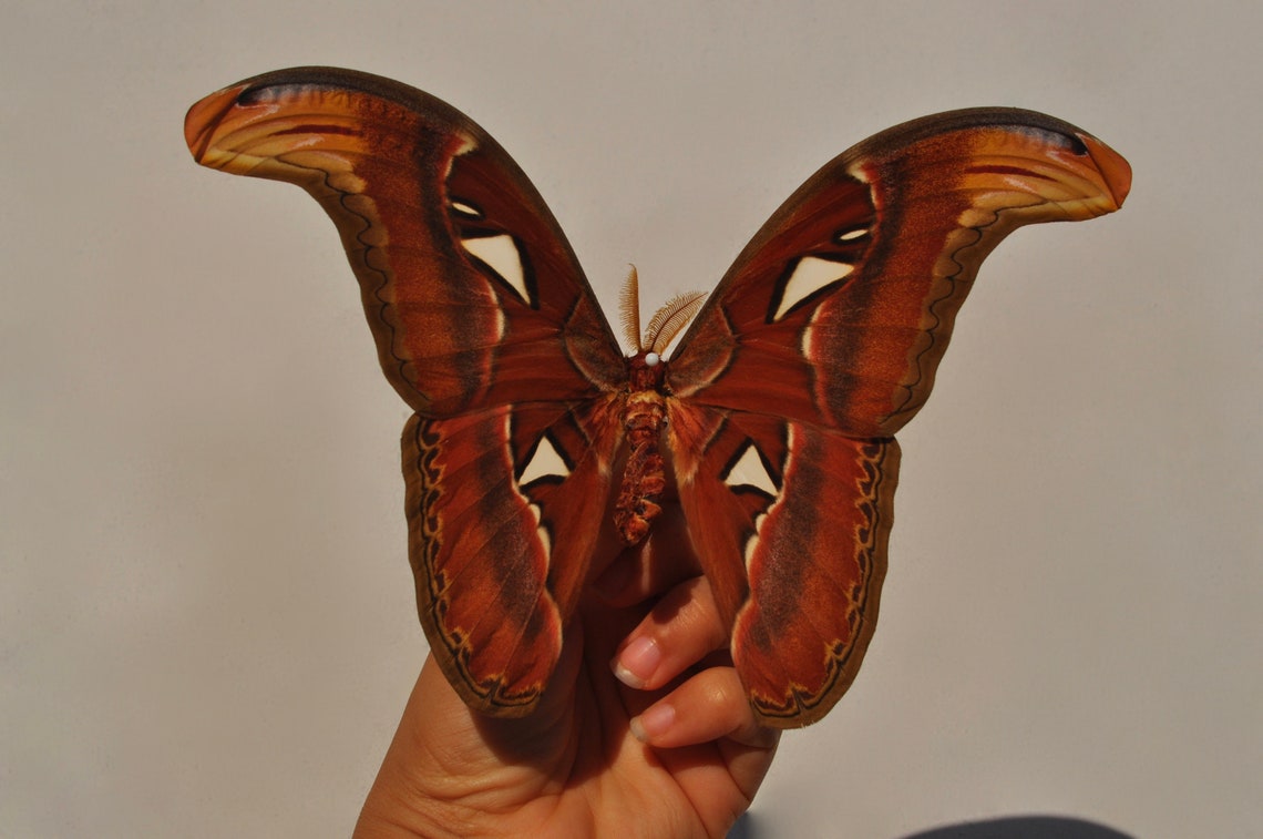 Atlas Moth Large Moth Dried Moth Preserved Insect Moth Etsy