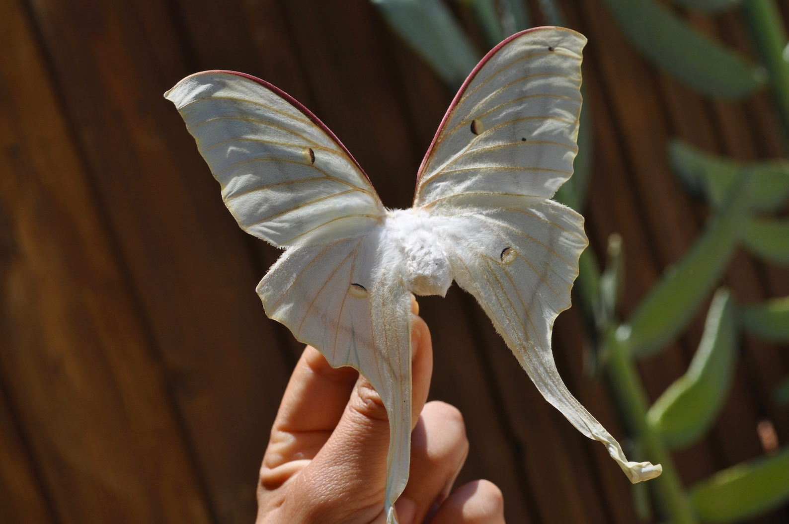 Luna Moth Preserved Moth Dried Moth Dried Butterfly Etsy