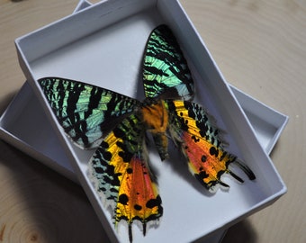 Sunset Moth Spread open, Wings open, Preserved Butterfly, Real Madagascar Sunset Moth, Chrysiridia rhipheus, Sunset Butterfly
