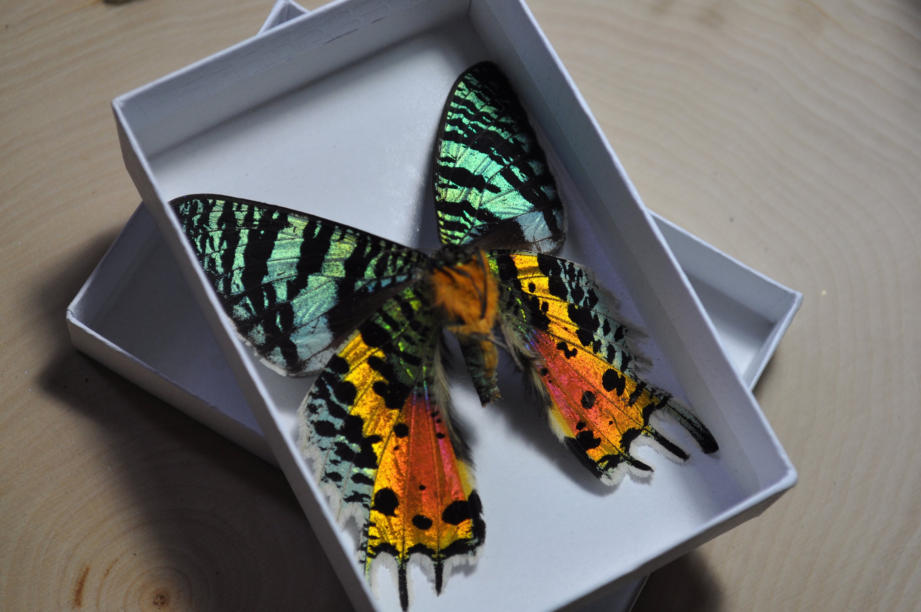 蛾標本 2点セット keti サンセットモスが開いて、羽が開いて、保存された蝶、本物の