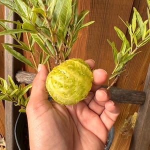 May include: A close-up of a light green, spiky fruit held in a hand, with a plant in the background. The fruit is round with a textured surface and small, hair-like spikes. The plant has long, green leaves.