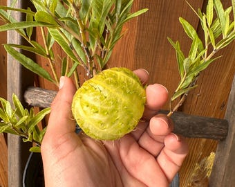 Oscar Milkweed Aka "hairy Balls" (asclepias Physocarpus Oscar) Balloon ...