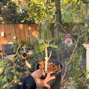Peut inclure: Une petite plante en pot avec des feuilles vertes et une tige brun clair. La plante est dans un pot en plastique noir rempli de copeaux de bois. L'arrière-plan comprend une clôture en bois et une verdure luxuriante.