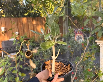 White Giant Milkweed, white crown flower, giant milkweed, milkweed, 1 gallon pot, plant with roots