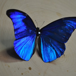 Morpho Rhetenor, Blue Morpho Butterfly, Blue Morpho, Blue Butterfly, Metallic Blue Butterfly, Real Butterfly, Dried Butterfly, Wings Open