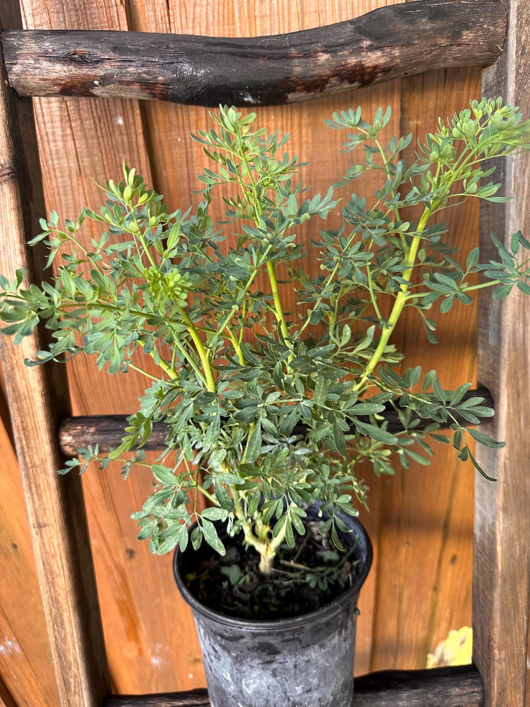 Butterfly Food, Butterfly Plants, Butterfly Attractor, Live Plants ...