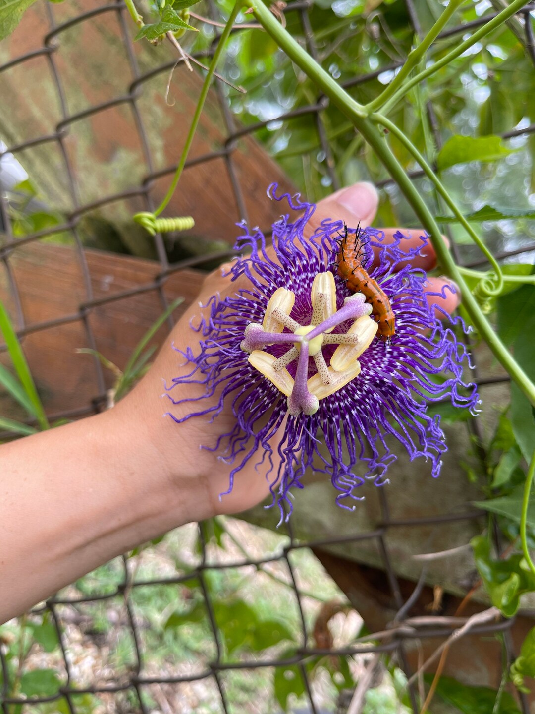 Passion Vine. not the Fruiting Kind Etsy