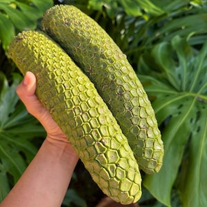 May include: Two green monstera deliciosa fruits, held in a hand, with a textured, scale-like surface. The fruits are oblong and surrounded by large, green monstera leaves in the background.