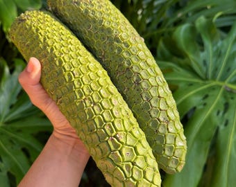 PRE-ORDEN, fruta monstera, monstera deliciosa, fruta extica, rara - Etsy  Mxico