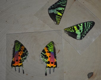 Laminated Butterfly, Sunset Moth, Laminated Sunset Moth, Laminated Wings, Butterfly Wings, Real Butterfly