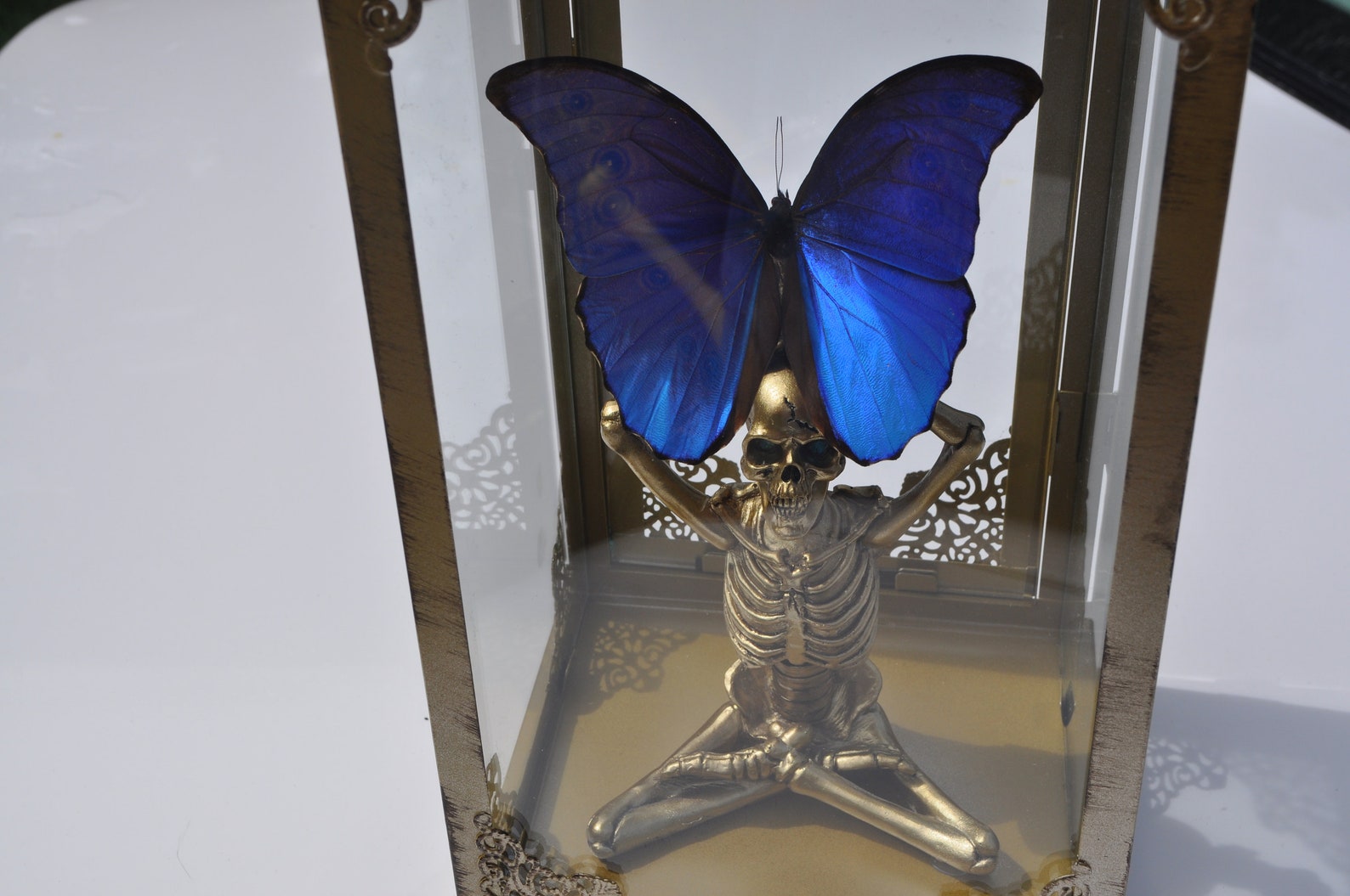 Lantern Real Butterfly Skeleton Gold Decor Halloween Etsy UK