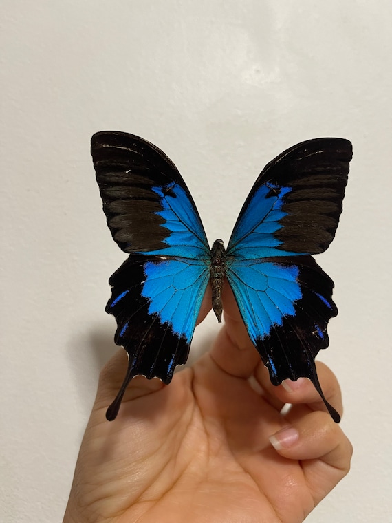 アオアゲハ、ユリシーズ蝶、Papilio telegonus、 - Etsy 日本