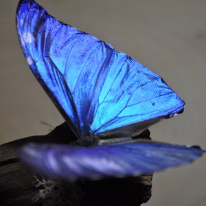 Blue Morpho Butterfly image 4