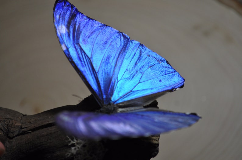 Blue Morpho Butterfly image 4