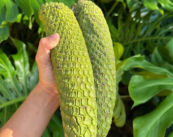 PRE-ORDER, Monstera Fruit, Monstera Deliciosa, Exotic Fruit, Rare - Etsy  Israel